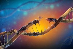 ABclonal: Špičkové protilátky testované na knockoutu pro Western blot, průtokovou cytometrii a více!