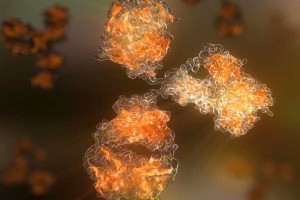 BioXCell InVivo Antibodies