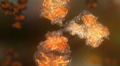 BioXCell InVivo Antibodies