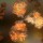 BioXCell InVivo Antibodies
