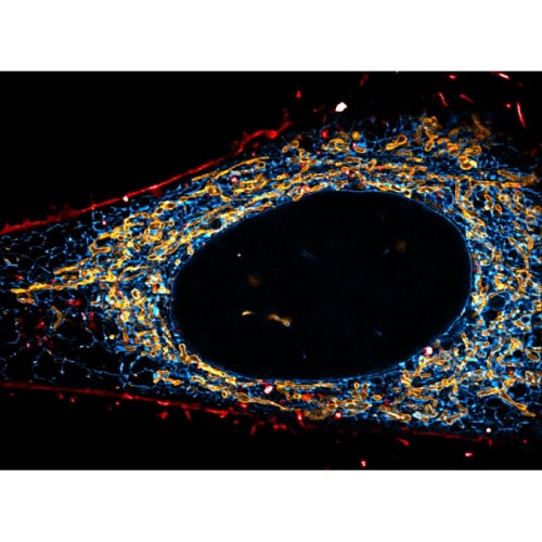 abberior CELL LINE, Mito-SNAP / ER-Halo, 1 Vial