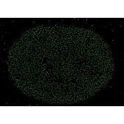 abberior CELLS 1 color, NPC - STAR GREEN