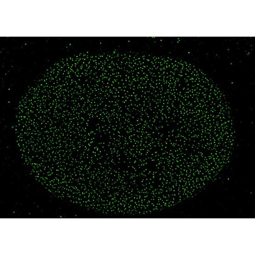 abberior CELLS 1 color, NPC - STAR GREEN