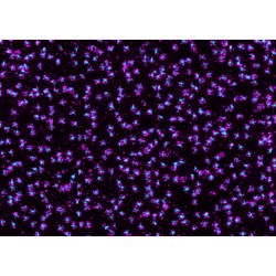 abberior CELLS 2 color, NPC ring - STAR RED, NPC center - STAR ORANGE