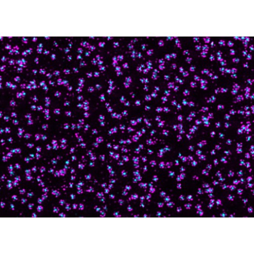 abberior CELLS 2 color, NPC ring - STAR RED, NPC center - STAR ORANGE