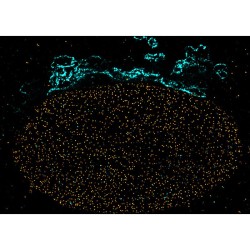 abberior CELLS 2 color, NPC - STAR RED, Golgi - STAR ORANGE