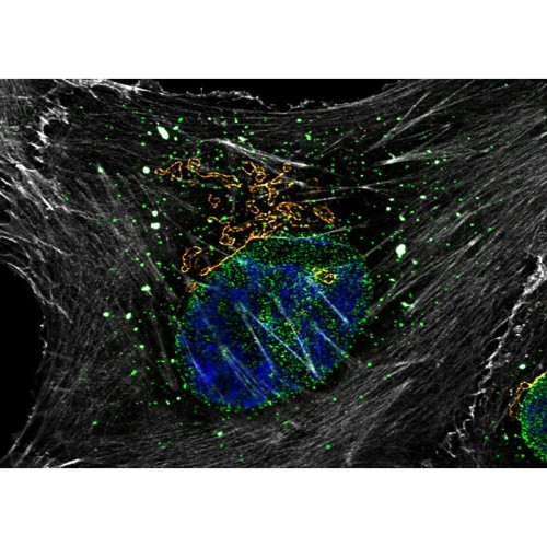 abberior CELLS 4 color, NPC - STAR RED, Golgi - STAR ORANGE, Phalloidin - STAR GREEN, DAPI