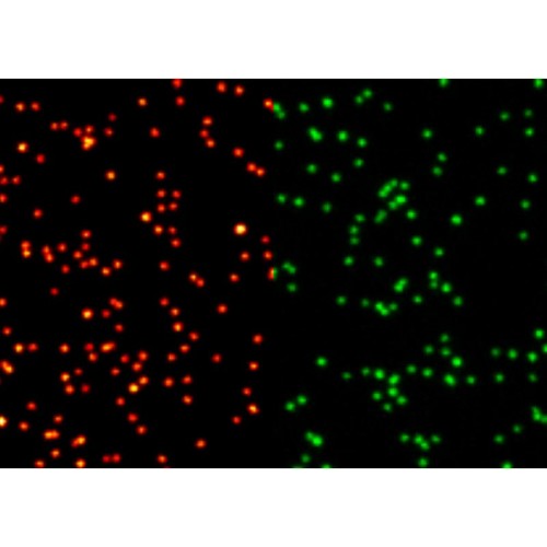 abberior NANOPARTICLES, 2C FLUOR 120 nm