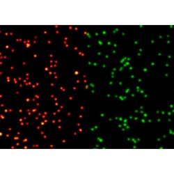 abberior NANOPARTICLE AUTOALIGNMENT SLIDE