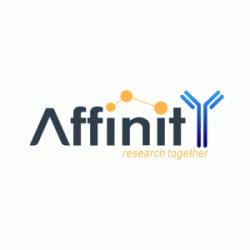 Annexin IV Antibody